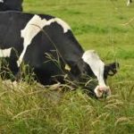 proteinas de carne