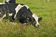 proteinas de carne